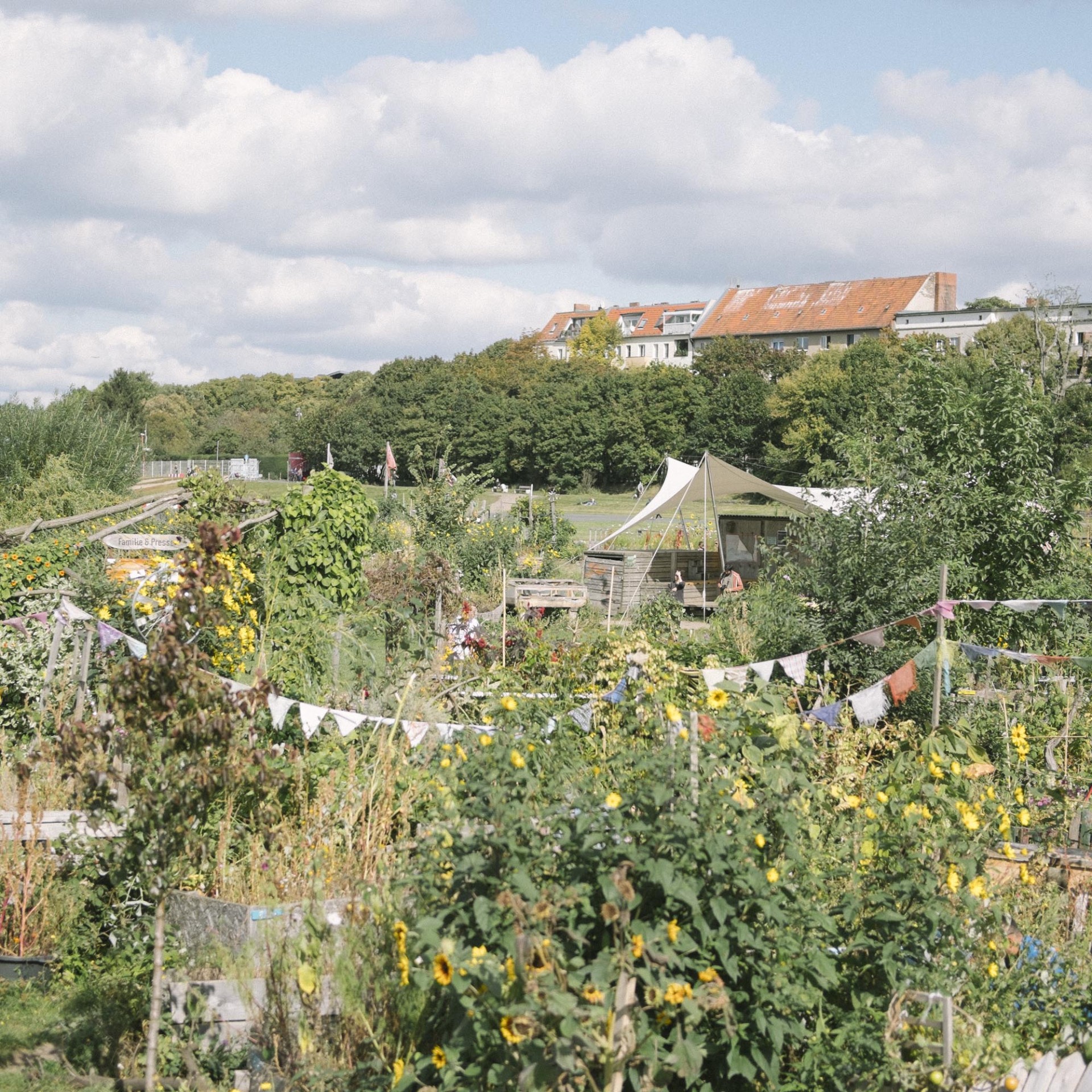 revue-sur-mesure-gemeinschaftsgarten-un-savoir-faire-berlinois_tempelhoferfeld04.jpg